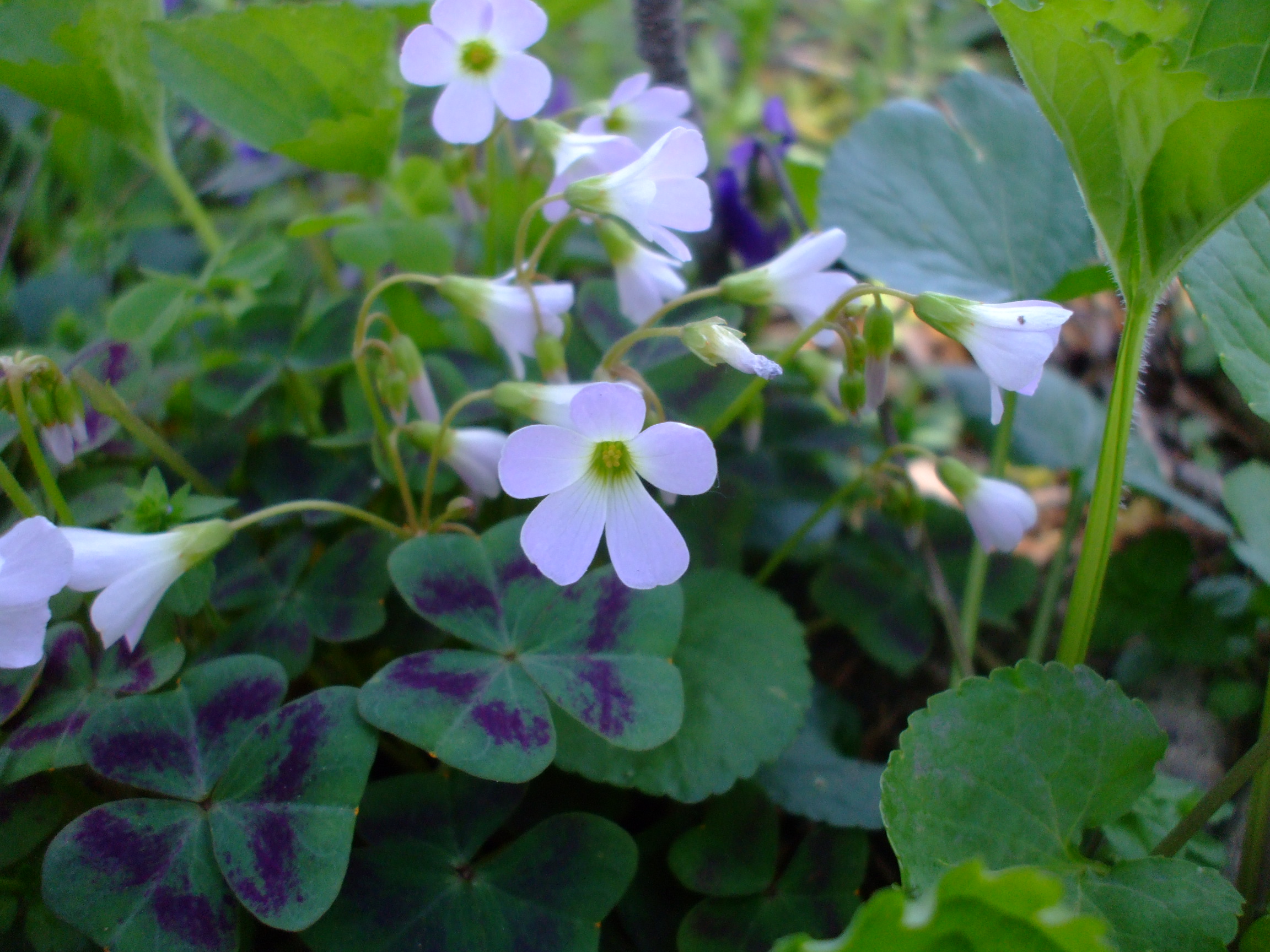 Oxalis violacea